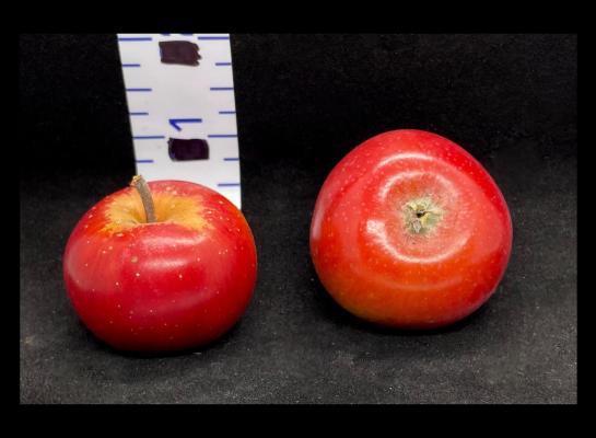 Apple Index - 